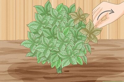 When & How to Prune Gardenias for Healthy, Happy Blooms