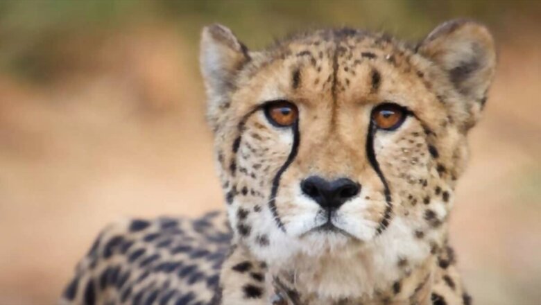 Female Namibian Cheetah Dies in MP Due to Kidney Infection 7 Months After Translocation to India