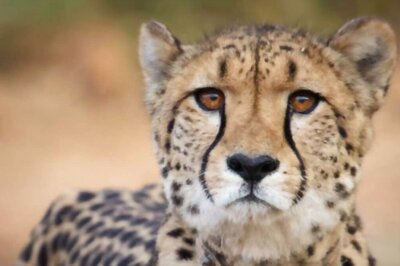 Female Namibian Cheetah Dies in MP Due to Kidney Infection 7 Months After Translocation to India