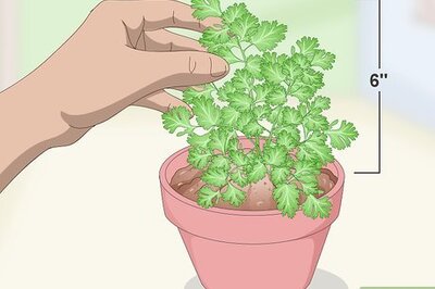 How to Prune Cilantro