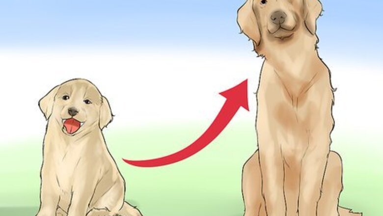 How to Get Your Dog to Jump Poles