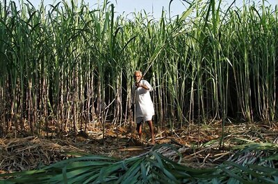 Govt to Pay Rs 1,540 Crore to Cane Growers on Mills' Behalf to Help Clear Part Arrears