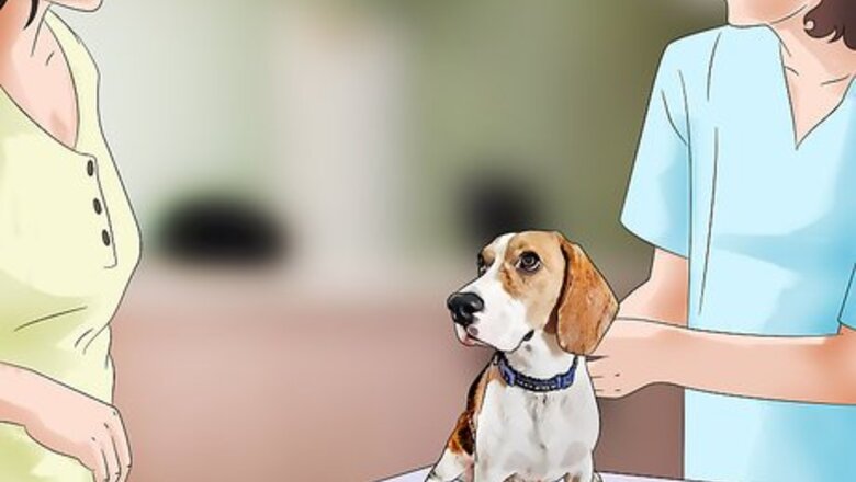 How to Get Rid of Fleas in an Outside Dog Kennel