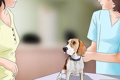 How to Get Rid of Fleas in an Outside Dog Kennel
