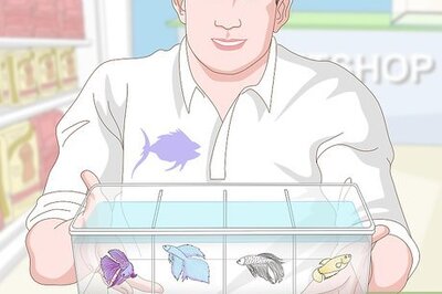How to Selectively Breed Betta Fish