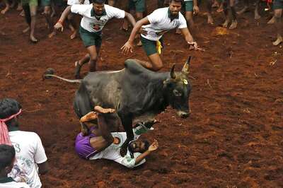 As Chennai Stares at a Political Vacuum, Bulls Run Free in Madurai
