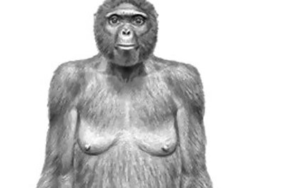 Ardi, 4-mn-year-old human ancestor, rewrites history