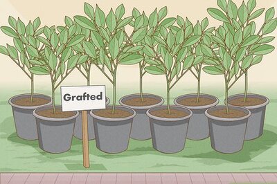 How to Plant Fruit Trees