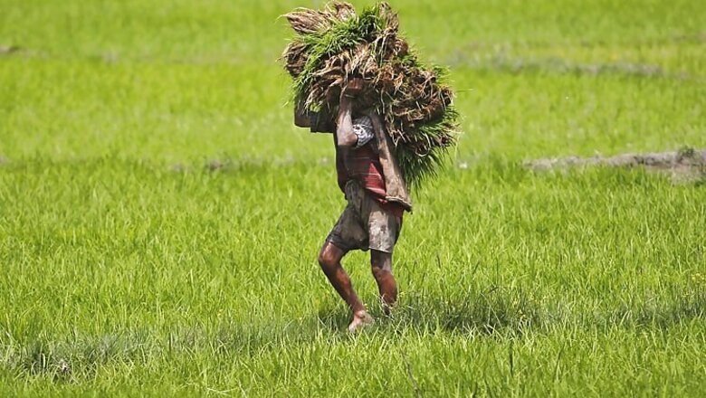 Water woes: Maharashtra government may disallow sugarcane cultivation, crushing
