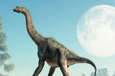 Chinese Researchers Discover Tapeworm In 100-million-year-old Amber Sample