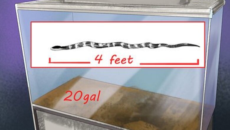 How to Keep a California King Snake