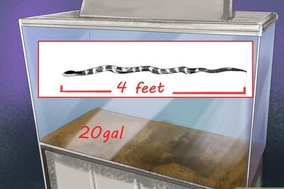 How to Keep a California King Snake