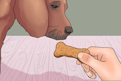 How to Teach Your Dog to Shake Hands