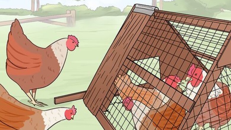How to Add New Chickens to a Flock