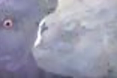 This bird loves a bloke