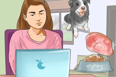 How to Feed Puppies