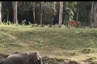 Who’s The Jungle Boss, Elephant Or Tiger? This Video Has The Answer