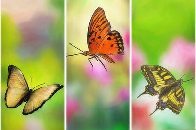 How to Attract Butterflies