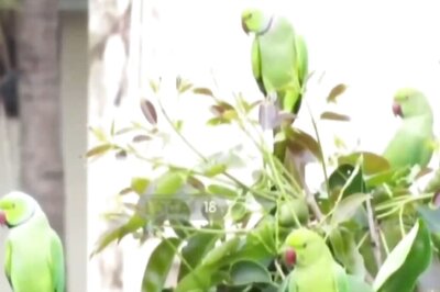 In Vishakhapatnam, Hundreds Of Parrots Flock On This Man's Terrace Every Day
