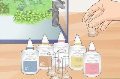 How to Check Ammonia in a Fish Tank
