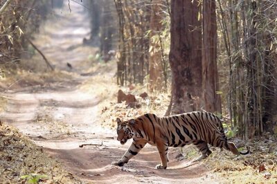 Project Tiger Turns 50: PM Modi to Launch Mega Event; Here's How India Saved The Big Cat From The Brink
