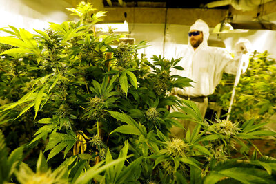 Head Held High: Canadian Firm Breaks Into Pot Beverage Market with Cannabis Beer