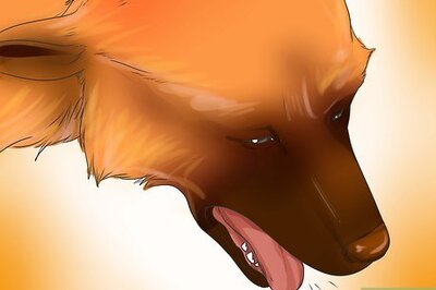 How to Diagnose Heart Disease in German Shepherds