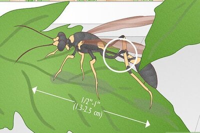 Get Rid of Mud Daubers for Good: Identification, Treatment, & Prevention
