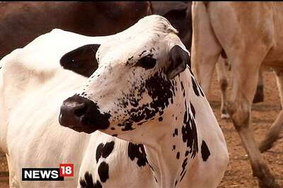 Gujarat Gauseva Board Advises Women to Use Cow Urine, Dung for Eternal Beauty