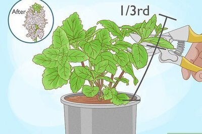 How to Prune Mint