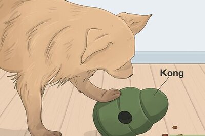 How to Keep Your Dog Happy