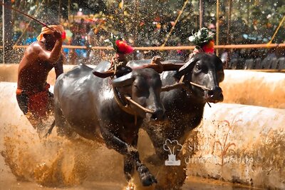 Popular rural sports, animal activists and intangible heritage