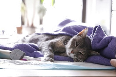 Two Cats in New York Become first US Pets to Test Positive for Coronavirus