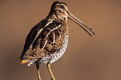 High-flying birds get their own clinic