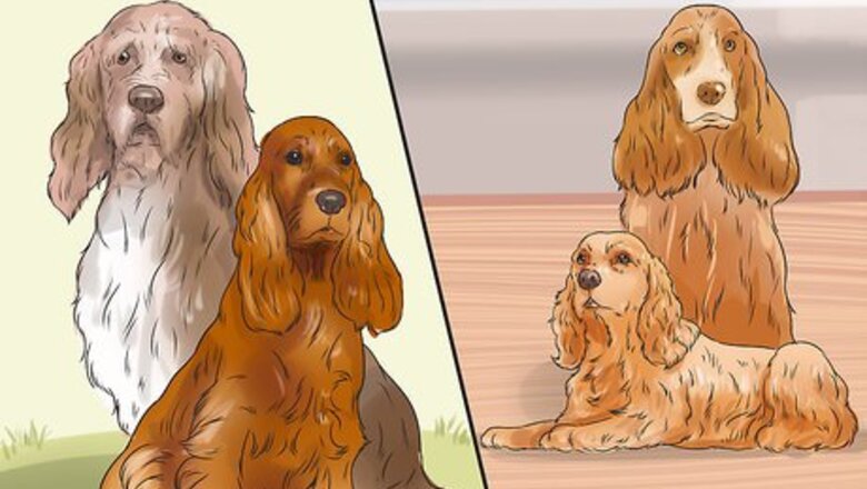 How to Breed Scottish Cocker Spaniels