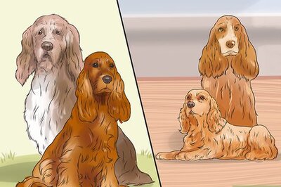 How to Breed Scottish Cocker Spaniels