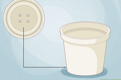 How to Care for a Gerbera Daisy