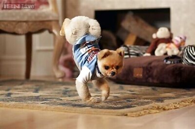 US woman wills million-dollar fortune to her pet dog