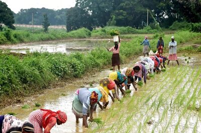 Law On MSP, Fair Remuneration Trigger Debate: Farmers' Demands, Govt Data on Procurement Explained
