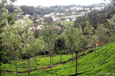 Assam: Judicial Commission to study working conditions in tea gardens