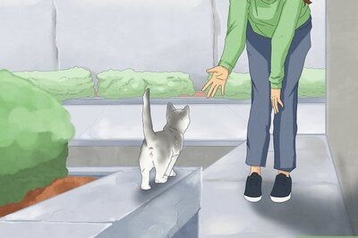 How to Safely and Comfortably Pick Up a Cat