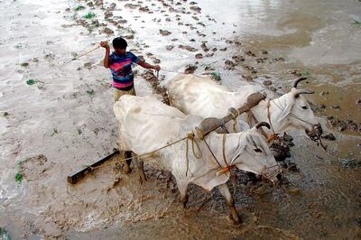 UP Farmer Digs up Field, Finds British-era Rifle Used During Revolt of 1857