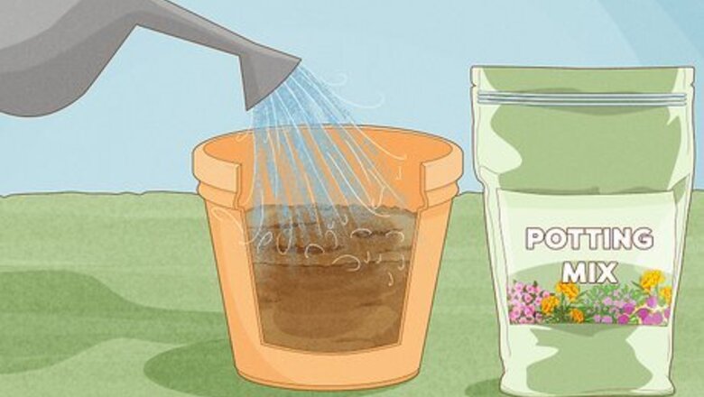 How to Grow a Rose Bush from Rose Bush Cuttings