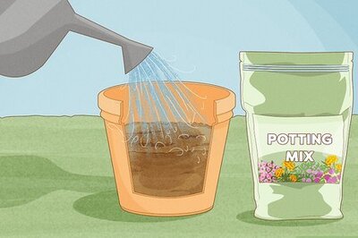 How to Grow a Rose Bush from Rose Bush Cuttings