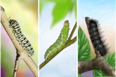 How to Take Care of a Caterpillar Until It Turns Into a Butterfly or Moth
