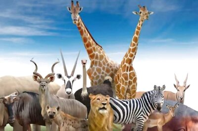 This Creature's Blood Is The Most Expensive In The World