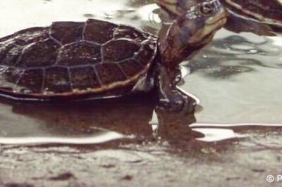IFS Officer Shares Rare Photo of Endangered Turtle Species, Says 'Less Than 150 Left on Earth'