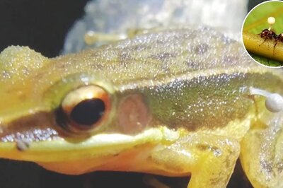 'Mushroom' Sprouting Out of Frog in India Has 'Last of Us' Fans Screaming 'It is Over'