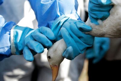 Bird Flu Scare: 10 Ducks Found Dead at East Delhi's Sanjay Lake; Samples Sent for Testing