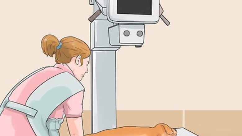 How to Promote Safe Whelping for Short Legged Dog Breeds